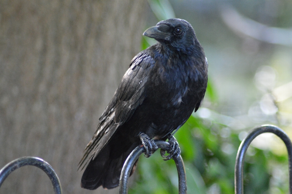 Oiseau faune le bec noir