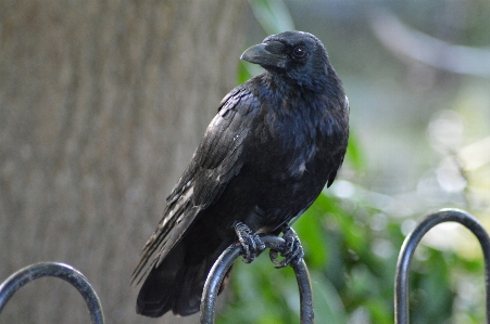 Foto Uccello animali selvatici becco nero