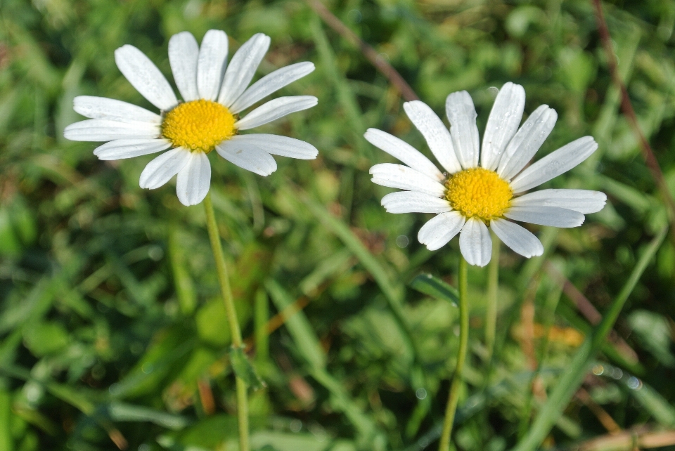 Alam rumput mekar tanaman