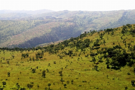 Tree forest grass wilderness Photo