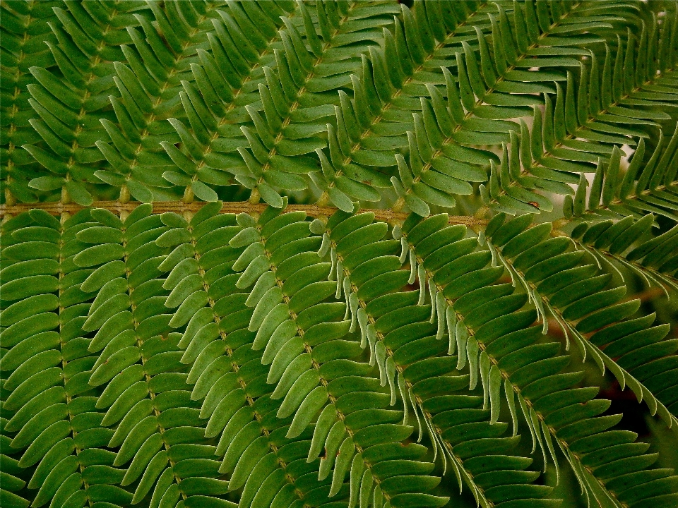 Arbre forêt herbe bifurquer