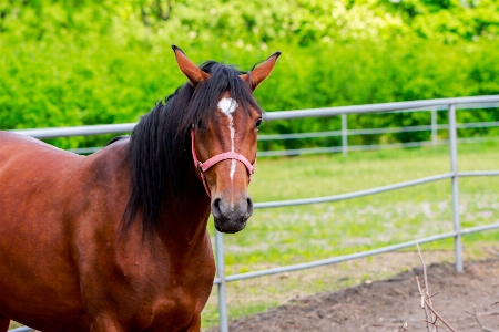 Foto Césped pastar
 rancho
 caballo