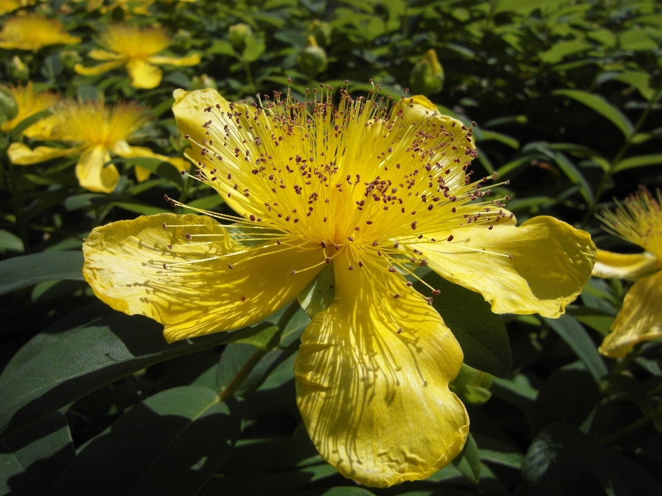 花 植物 花弁 咲く