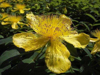 花 植物 花弁 咲く 写真