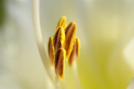 Nature plant white photography Photo