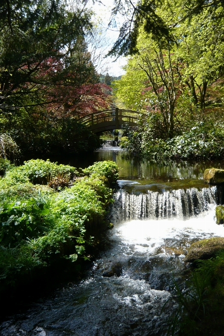 Landscape tree water nature