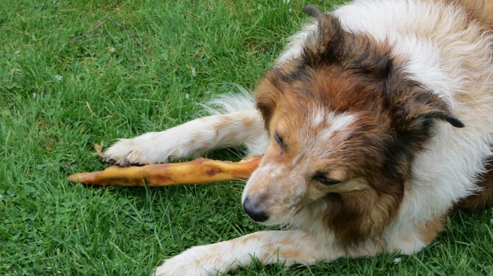 Césped perro animal collie
