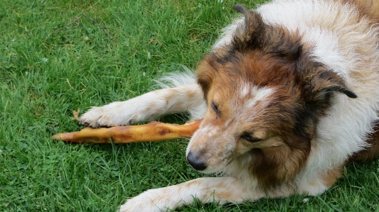 Grass dog animal collie Photo