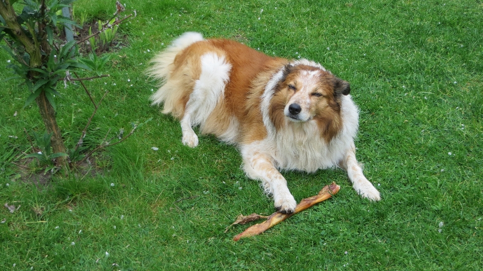 Hund collie
 porträt säugetier