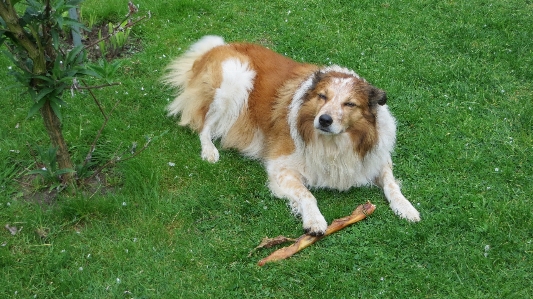 Dog collie portrait mammal Photo