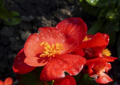 自然 花 植物 葉 写真