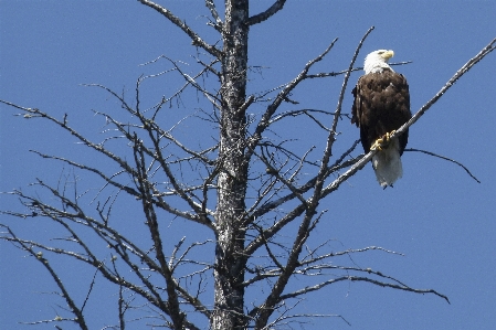 Foto árvore natureza filial pássaro