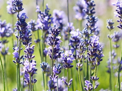 Plant meadow flower purple Photo