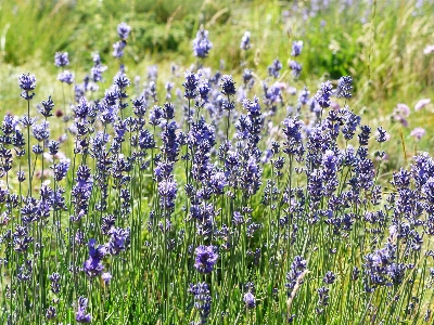 Grass plant field meadow Photo