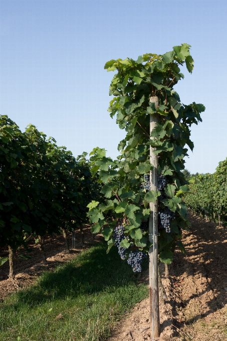 Landschaft baum natur anlage