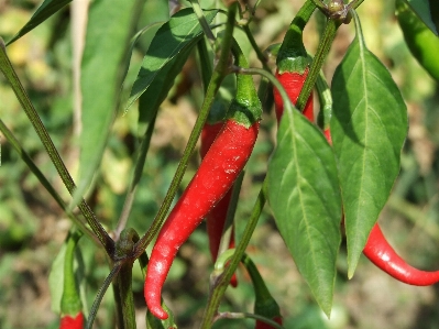 Plant flower food pepper Photo