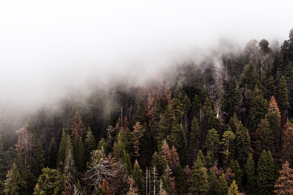 Baum natur wald wildnis
