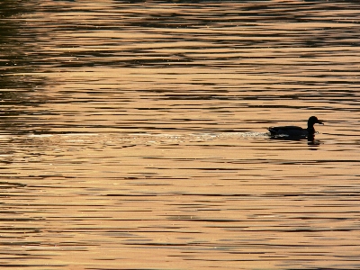 Sea bird wood sunset Photo