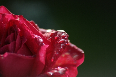 Nature blossom dew plant Photo