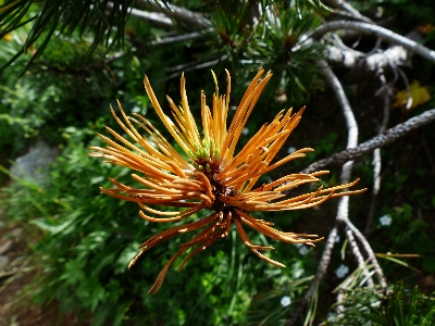 Tree nature branch growth Photo