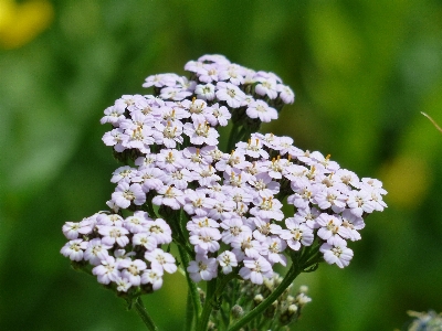 Blossom plant flower bloom Photo