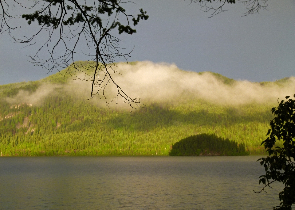 Landscape tree water nature