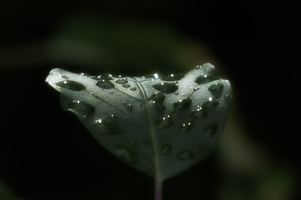 水 自然 森 落とす