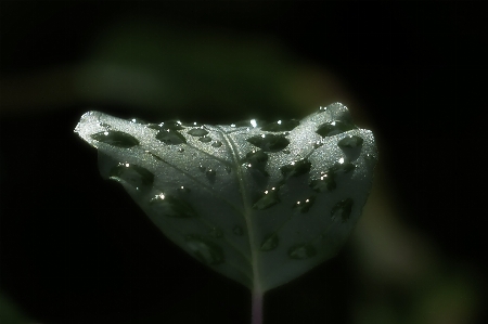 水 自然 森 落とす 写真