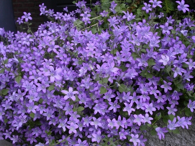 植物 花 紫色的 春天 照片