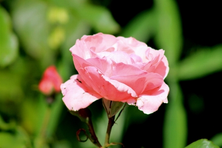 Nature blossom plant flower Photo