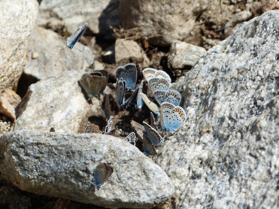 Wing wildlife insect blue