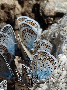 Wing group meeting insect Photo