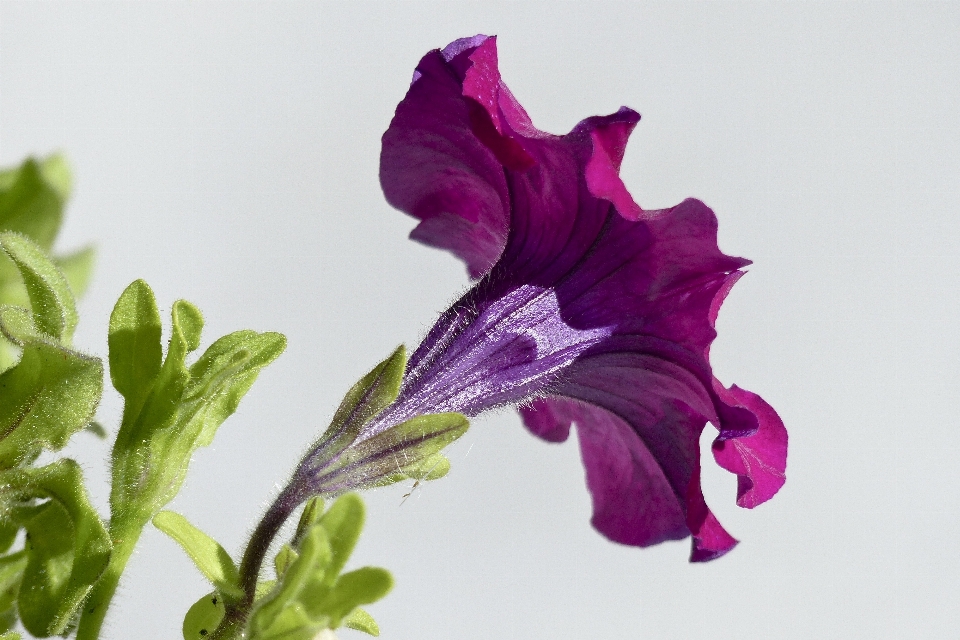 Nature blossom plant flower