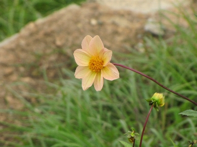 Outdoor blossom growth plant Photo