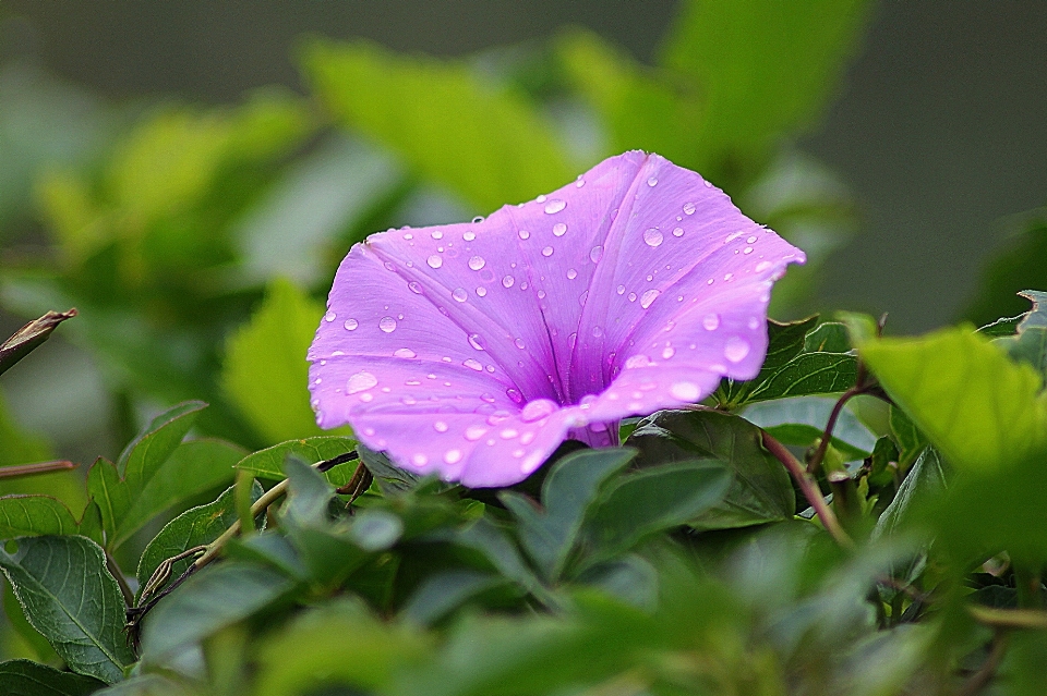 自然 花 植物 幹