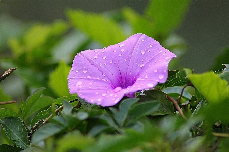 Nature blossom plant stem Photo