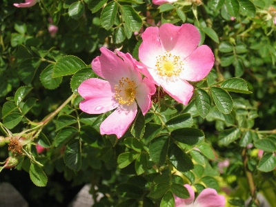 Blossom plant flower petal Photo