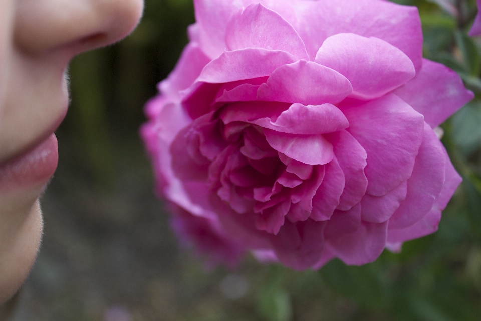 花 植物 花弁 薔薇