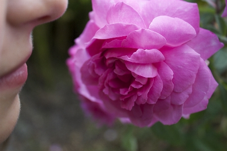 花 植物 花弁 薔薇 写真