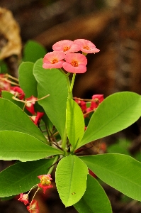 Branch blossom plant leaf Photo