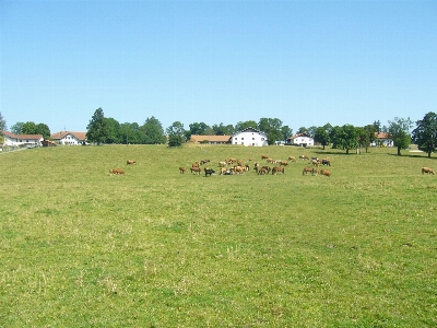 Landscape grass field farm Photo