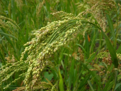 Grass plant field barley Photo