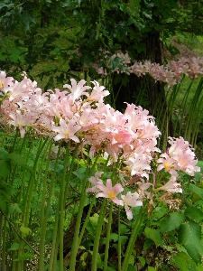 Blossom plant stem leaf Photo