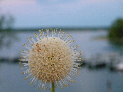 Nature branch blossom plant Photo