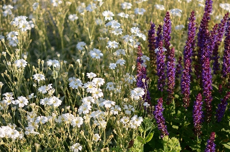 Nature plant white field Photo