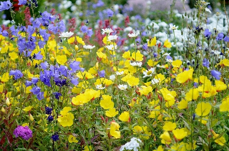 Nature plant white meadow Photo