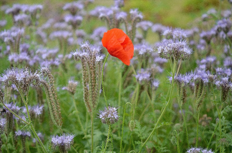 Natura erba fiore pianta