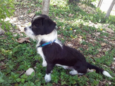 Foto Cucciolo cane mammifero amico