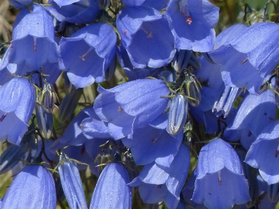 Blossom plant flower petal Photo