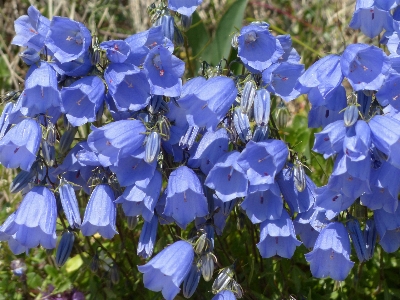 Blossom plant flower bloom Photo